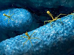bakteriophage oder phagenvirus der ein bakterium angreift und infiziert 3d illustration bacteriophage or phage virus attacking and infecting a bacteria 3d illustration copyright xzoonar