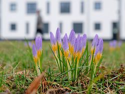 ein fussgaenger geht vor einem wohnhaus an bluehenden krokussen vorbei