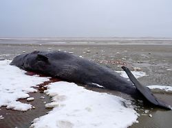 ein pottwal ist bei sc3b8nderho auf der insel fanc3b8 gestrandet