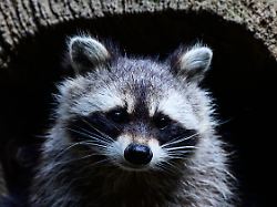 ein waschbaer sitzt auf einem baum
