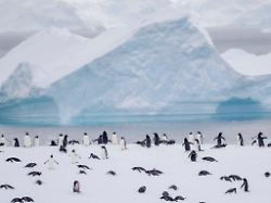 gentoo penguin colony icebergs in the background antarctica antarctic peninsula wiencke island 1