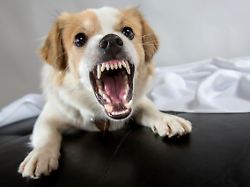 jack russell terrier mix fletscht die zaehne