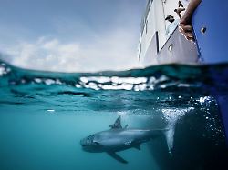 nicht nur haie versieht ocearch mit peilsendern auch meeresschildkroeten robben delfine oder alligatoren lassen sich auf der seite der organisation tracken