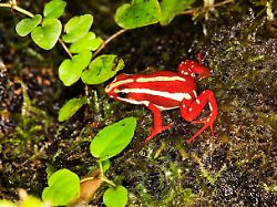 phantasmal poison frog epipedobates tricolor adult phantasmal poison frog epipedobates tricolor adult