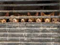 rehala podenco hunde stehen im kaefig in einem transportwagen und bewegen sich zum jagdtag in ronda malaga spanien