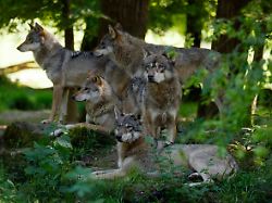 rudel europaeischer wolf canis lupus im wald frankreich europa rudel european wolf canis lupus at forest france europe copyright imagebroker ronaldxwittek ibxron09338357
