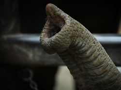 sabine buchwald besucht fuer die podcastaufnahme im tierpark die elefantenwaerter und die elefanten