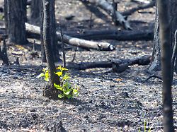 sachsenforst laedt pressevertreter zur fotoberichterstattung nach waldbrand in die gohrischheide ein