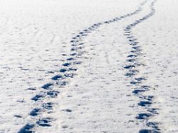 spuren im schnee zeigen eine gelaufene strecke ueber eine verschneite flaeche man erkennt fussabdruecke die einen weg durch den winterlichen untergrund markieren