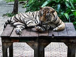 tiger panthera tigris thailand asien 11 06