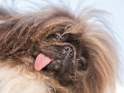 wild thing won first place at the world s ugliest dog competition in petaluma calif friday june 21 2024