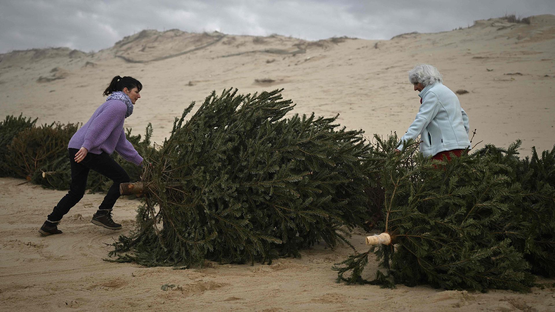 frauen strand tannenbaeume 100