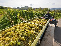 24 09 2020 koenigswinter nordrhein westfalen deutschland weinlese im weinberg
