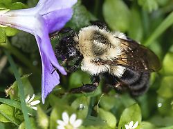 a queen bombus impatiens bumble bee having her first drink of nectar from a purple periwinkle flower after waking up from hibernation
