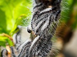 archiv 11 05 2022 brandenburg wusterhausen dosse eichenprozessionsspinner fressen das blatt einer am strassenrand wachsenden eiche