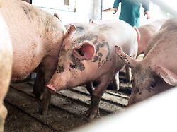 archiv 16 07 2025 niedersachsen lohne schweine werden in einem transporter zu einem schlachthof gebracht