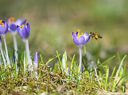 bluehende krokusse crocus im garten im fruehling an einem sonnigen tag bayern deutschland europa