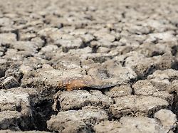 dead fish can be seen on the surface of the fishpond as water levels recede due to the el nino phenomenon in tangerang regency indonesia on october 17 2023