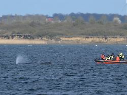 der buckelwal liegt am nachmittag noch immer in der wismarer bucht