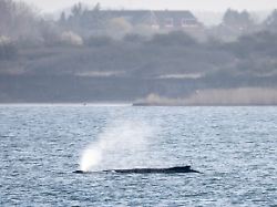 der wal gibt atemluft ab waehrend er noch immer in der wismarer bucht liegt