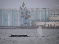 der wal liegt auf einer sandbank in der wismarer bucht der vor timmendorfer strand freigekommene buckelwal ist erneut gestrandet der meeressaeuger liegt nun auf einer sandbank in der wismarbucht