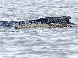 der vor rund einer woche bei timmendorfer strand an der ostseekueste gestrandete buckelwal liegt noch immer in der wismarbucht