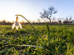 die abendsonne scheint durch ein schneegloeckchen auf einer wiese
