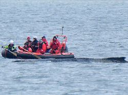 ein boot von greenpeace faehrt an einem in der ostsee liegenden wal entlang der vor rund einer woche beim timmendorfer strand an der ostseekueste gestrandete wal liegt aktuell vor wismar