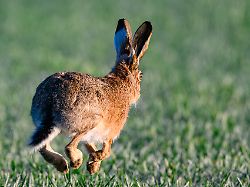ein feldhase lepus europaeus
