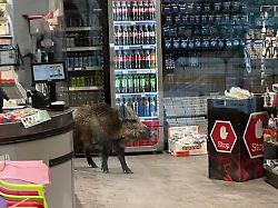 ein wildschwein in einem einkaufszentrum in berlin koepenick