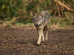 ein wolf geht ruhig durch den wald wolf canis lupus deutschland
