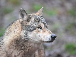 ein wolf verletzt eine frau in der einkaufsmeile grosse bergstrasse