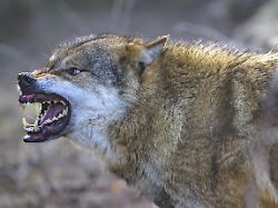 ein aggressiver wolf canis lupus zeigt seine zaehne captive deutschland