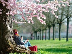 eine frau sitzt im schlossgarten an einem bluehenden baum der japanischen zierkirsche