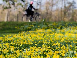 eine radfahrerin faehrt bei fruehlingshaften temperaturen im stadtwald an narzissen osterglocken vorbei