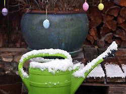 eine schneebedeckte giesskanne steht in einem garten vor einem mit ostereiern geschmueckten strauch