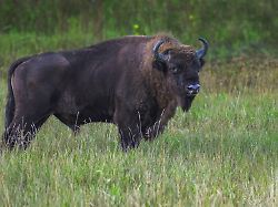 europaeischer bison wisent bison bonasus auf einer lichtung im bia owieza wald polen europa
