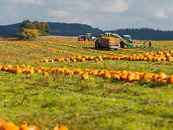 feldarbeiter und traktoren bei der kuerbisernte auf einem feld in bayern im herbst