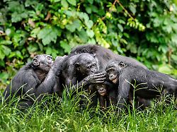 group of bonobos on green natural background the bonobo scientific name pan paniscus sometime called the pygmy chimpanzee democratic republic of congo