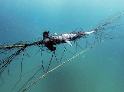 handout 25 03 2026 australien die handout unterwasseraufnahme von humane world for animals zeigt einen hammerhai der sich in einem hai netz vor der kueste von new south wales verfangen hat