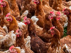 huehner auf einem bauernhof bio huehner in freilandhaltung auf einem bauernhof chickens on a farm organic free range chickens on a farm