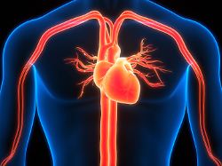 menschliches kreislaufsystem herz anatomie 3d illustration concept of human circulatory system heart anatomy licenserf copyright xzoonar
