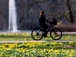 narzissen bluehen bei fruehlingshaften temperaturen im stadtwald