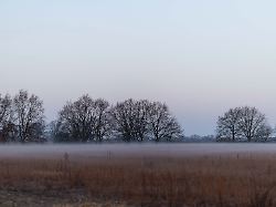 nebel liegt ueber einem feld am fruehen morgen in brandenburg