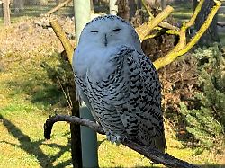 schnee eule bubo scandiacus kamala sitzt in einer voliere des hanauer wildparks alte fasanerie