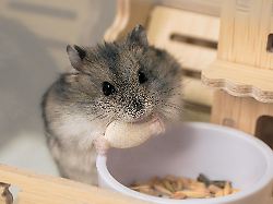 selektiver fokus portraet eines kleinen dzungarischen hamsters der einen kuerbiskern zart in seinen pfoten haelt das essen fuer den hamster