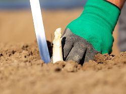 spargelernte in der pfalz