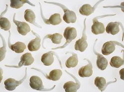 sprouting chickpeas cicer arietinum on white background