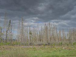 waldsterben im harz tote nadelbaeume oestlich von clausthal zellerfeld niedersachsen deutschland europa