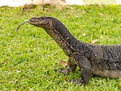 waran varanus salvator im lumphini park in bangkok thailand asien monitor lizard varanus salvator at lumphini park in bangkok thailand asia